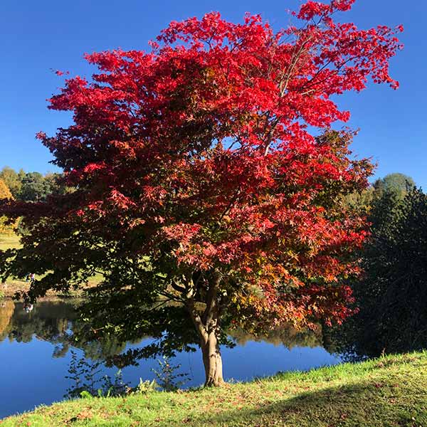 Japanese Acer in full Autumn Colour
