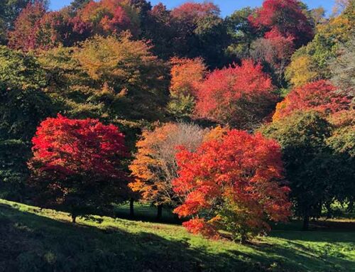 Winkworth Arboretum – Painting A Picture With Plants