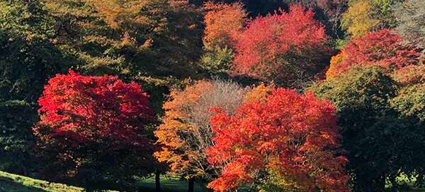 Autumn Colour At the Arboretum