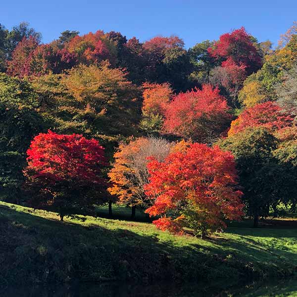 Autumn Colour At the Arboretum