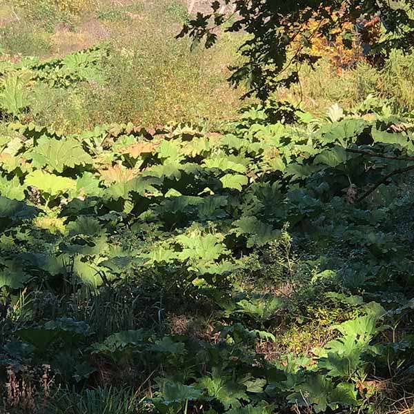 gunnera manicata