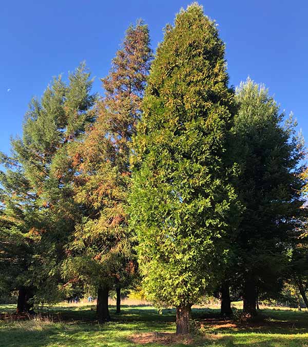 Metasequoia Dawn Redwood