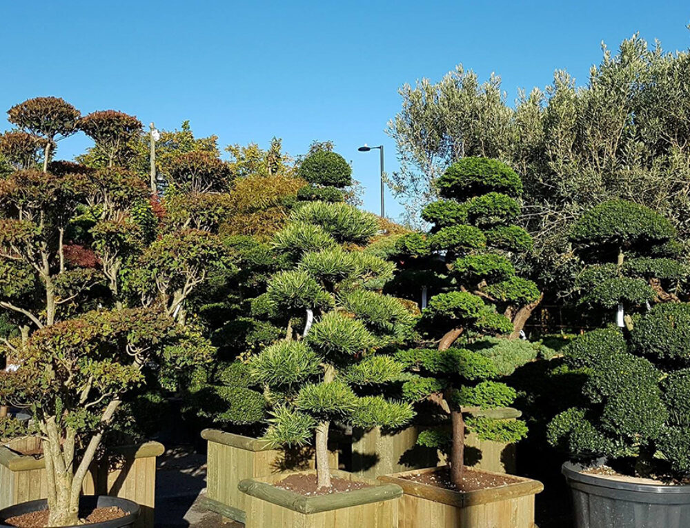 Full Standards Half Standards | Horticultural Tree Forms Explained