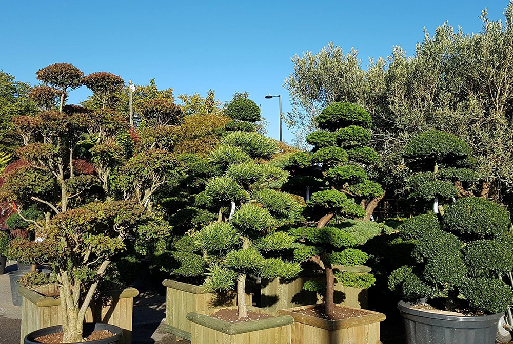 Cloud Trees at our Plant Nursery