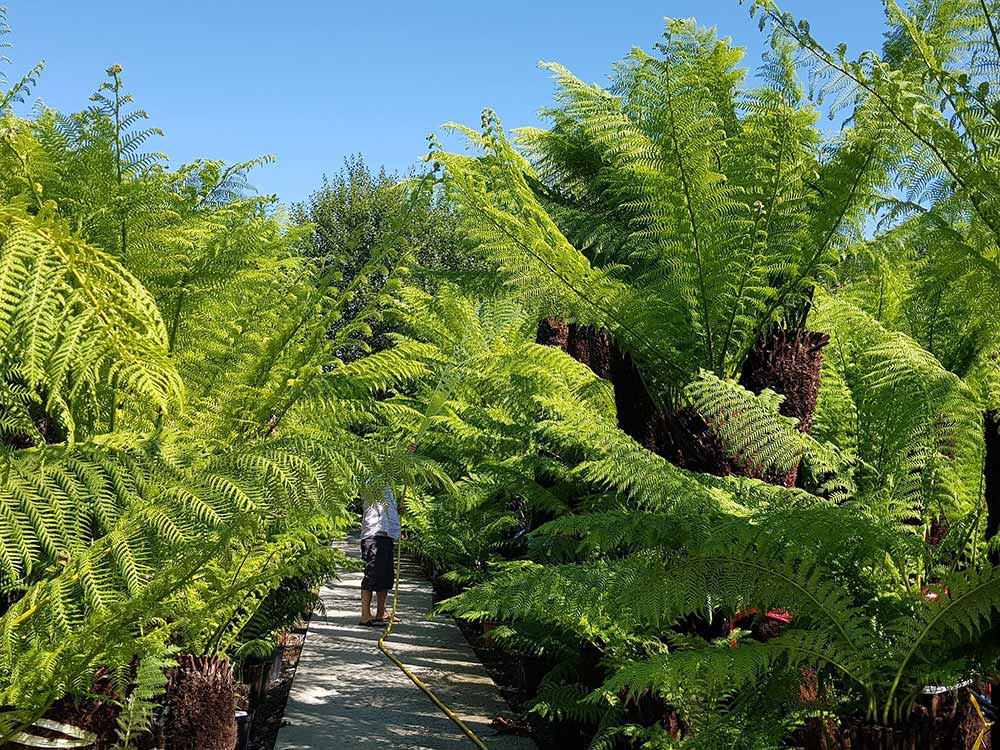 Large Tree Ferns at our Plant Centre