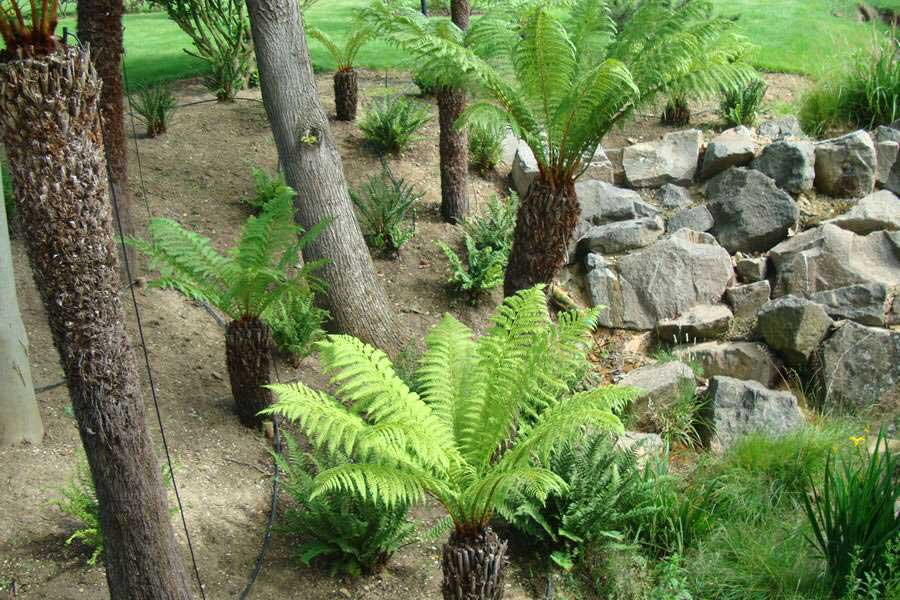 Garden Design Portfolio of Paramount Plants & Gardens Garden Design Portfolio of Paramount Plants & Gardens on Fern Garden Layout
id=34453