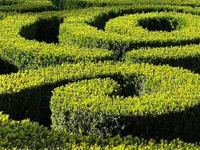 Inspiring Topiary gardens and formal gardens, buy topiary plants from our specialist Topiary nursery UK