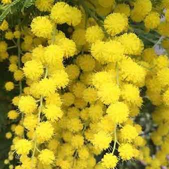 Plant flowering shrubs to attract wildlife into your garden - UK Delivery