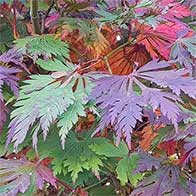 Japanese Acers, large selection, many varieties to choose from - buy online UK