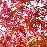 Special deals plants with special offers to buy online UK