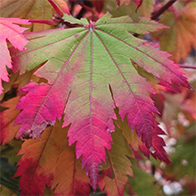 Japanese Acers, large selection, many varieties to choose from - buy online UK