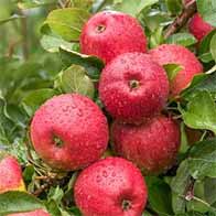 Fruit trees offer - Buy UK