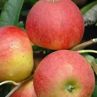 Fruit trees for sale, large selection, many varieties to choose from - buy online UK