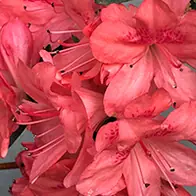 Plant flowering shrubs to attract wildlife into your garden - UK Delivery