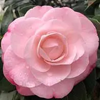 Camellia shrubs for sale. Large selection of sizes and varieties, available to buy online with UK delivery