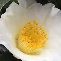 Camellia shrubs for sale. Large selection of sizes and varieties, available to buy online with UK delivery