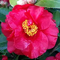 Camellia shrubs for sale. Large selection of sizes and varieties, available to buy online with UK delivery