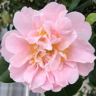Plant flowering shrubs to attract wildlife into your garden - UK Delivery