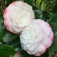 Camellia shrubs for sale. Large selection of sizes and varieties, available to buy online with UK delivery