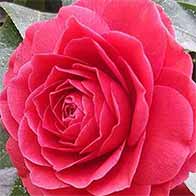Camellia shrubs for sale. Large selection of sizes and varieties, available to buy online with UK delivery