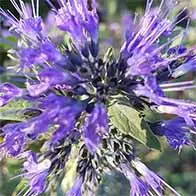 E-gift vouchers for sale online, UK delivery