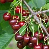 Fruit trees for sale, large selection, many varieties to choose from - buy online UK
