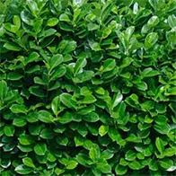 Huge range of evergreen screening trees and plants with 35% off, buy online, UK delivery