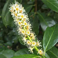 Special deals plants with special offers to buy online UK