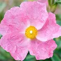 Plant flowering shrubs to attract wildlife into your garden - UK Delivery