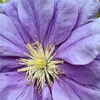 Climbing plants, huge selection to buy online, UK delivery