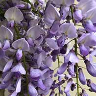 E-gift vouchers for sale online, UK delivery