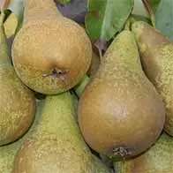 Fruit trees for sale, large selection, many varieties to choose from - buy online UK
