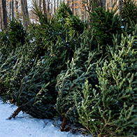 Cut Christmas trees available for pre-order with December - UK delivery