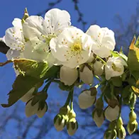 Special deals plants with special offers to buy online UK