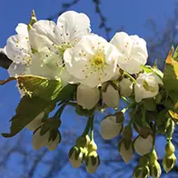 Special deals plants with special offers to buy online UK