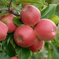 Fruit trees offer - Buy UK