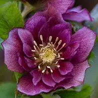 Plant flowering shrubs to attract wildlife into your garden - UK Delivery