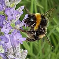 Plant flowering shrubs for wildlife, large selection with great offers - UK delivery