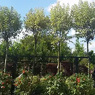 Clear stem trees offer - Buy UK