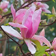 Cut Christmas trees available for pre-order with December - UK delivery