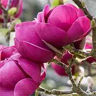 Up to 50% off Magnolias - UK delivery