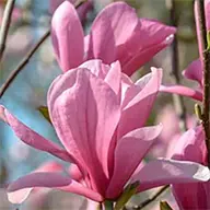 Up to 40% off Magnolias - UK delivery
