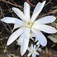 Up to 40% off Magnolias - UK delivery