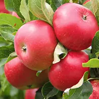 Fruit trees for sale, large selection, many varieties to choose from - buy online UK