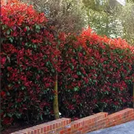Huge range of rootball hedging plants with 35% off, buy online, UK delivery