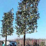Special offers on pleached trees, buy online UK delivery.
