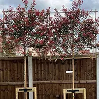 Special offers on pleached trees, buy online UK delivery.