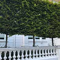 Special offers on pleached trees, buy online UK delivery.