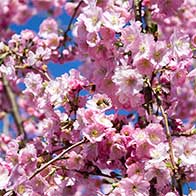 Special deals plants with special offers to buy online UK