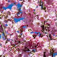 Special deals plants with special offers to buy online UK